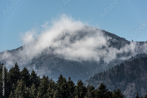 Foggy Landscape. Mountain ridge with clouds flowing through the pine trees. © krstrbrt