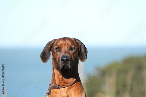 Direkter Blick - Portrait Australian Ridgeback vor dem Meer