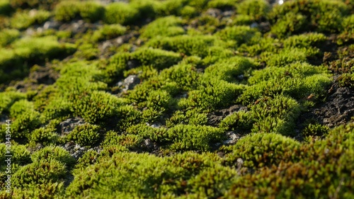 Carpets of clumps of moss on the ground and stone lighted close-up 4K 2160p 30fps UHD video - Bryophyta green wet plants outdoor natural background 4K 3840X2160 UltraHD footage  photo