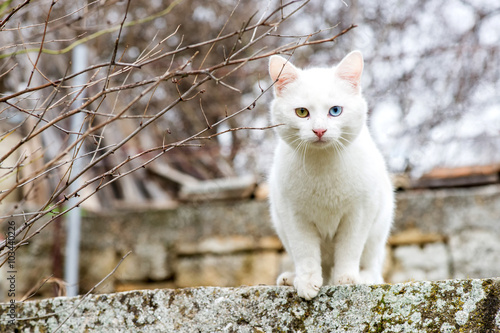 Fototapeta Naklejka Na Ścianę i Meble -  White cat with different colored eyes