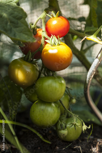 Wallpaper Mural Frische Tomaten Torontodigital.ca