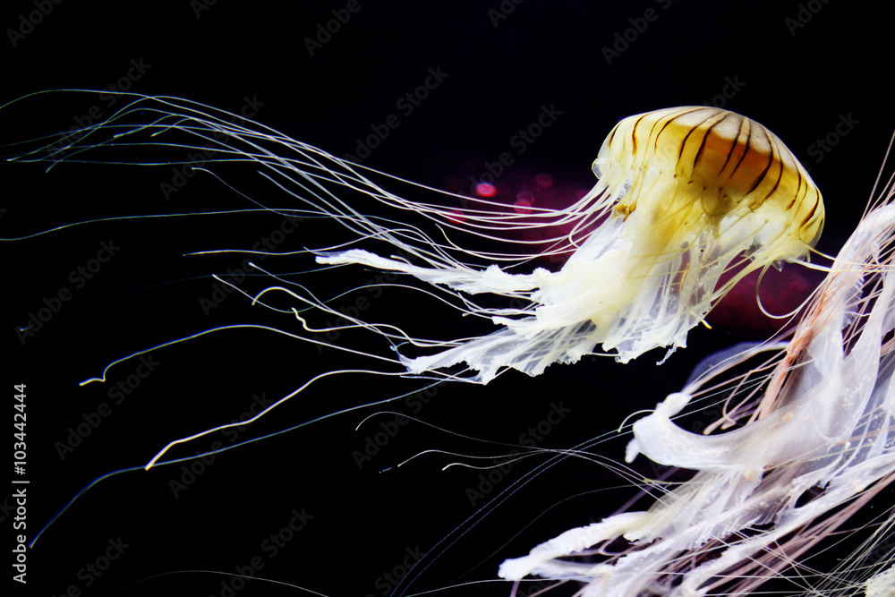 Naklejka premium Bioluminescent Japanese sea nettle jellyfish