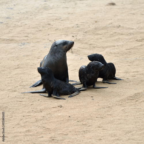 Cape fur seals, Skeleton Coast, Namibia
