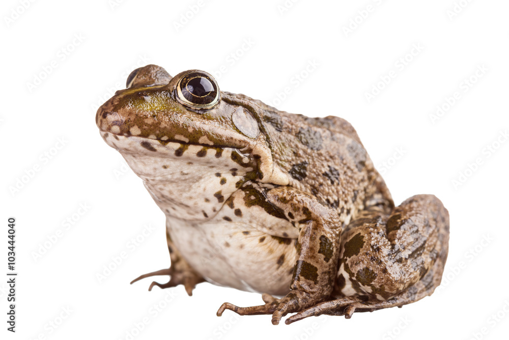 Naklejka premium Frog