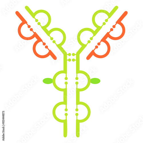 Antibody immunoglobulin molecule structure