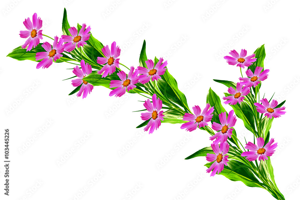 Cosmos flowers isolated on white background. Cosmos flowers isolated on white background.