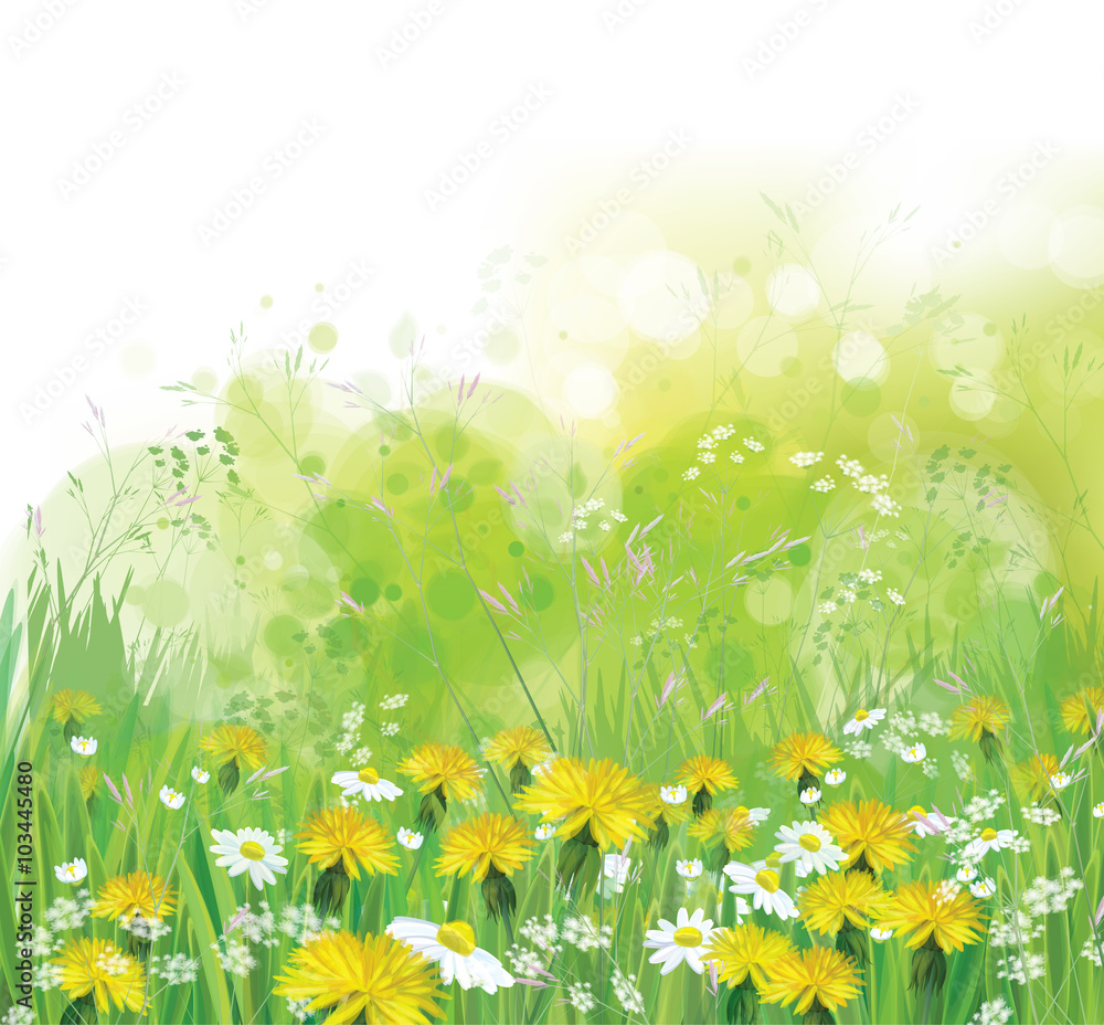 Fototapeta premium Vector spring, nature background with chamomiles and dandelions.