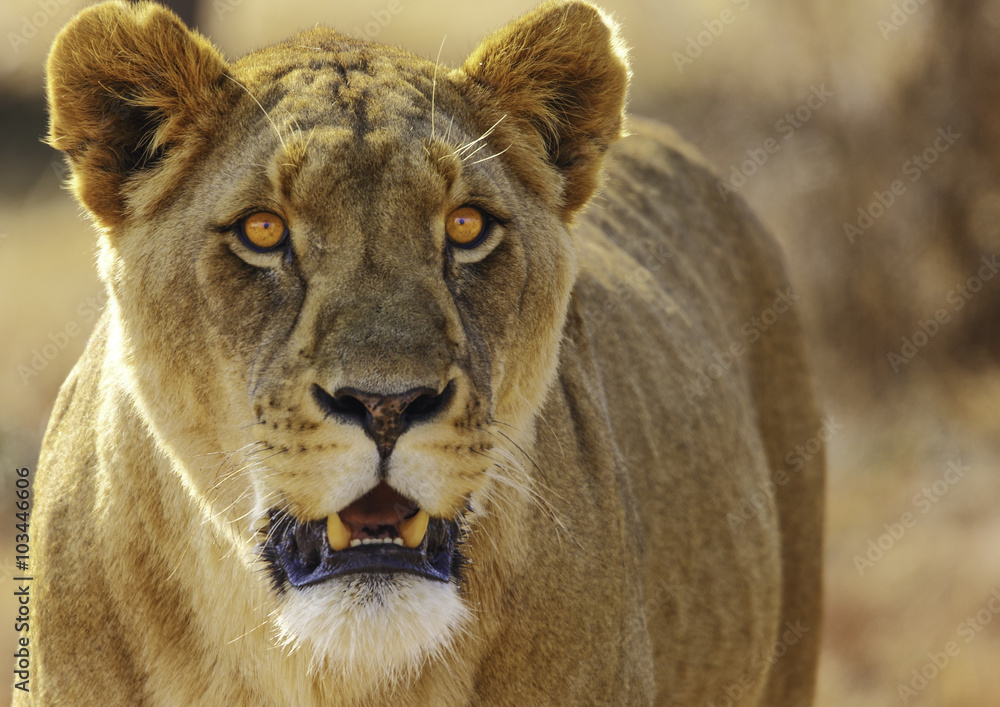 Naklejka premium Lion