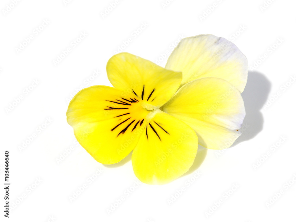 Yellow pansy flower on white background Yellow pansy flower on white background