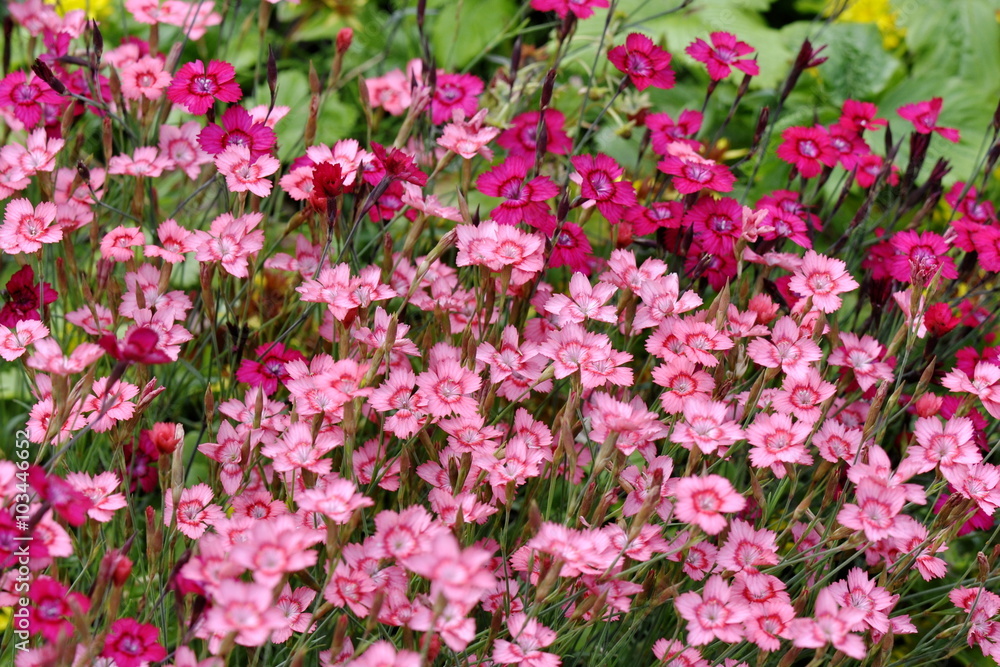 Flowering Maiden pink plant Dianthus deltoides