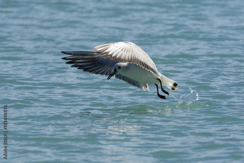 Seagull flying over the sea Seagull flying over the sea
