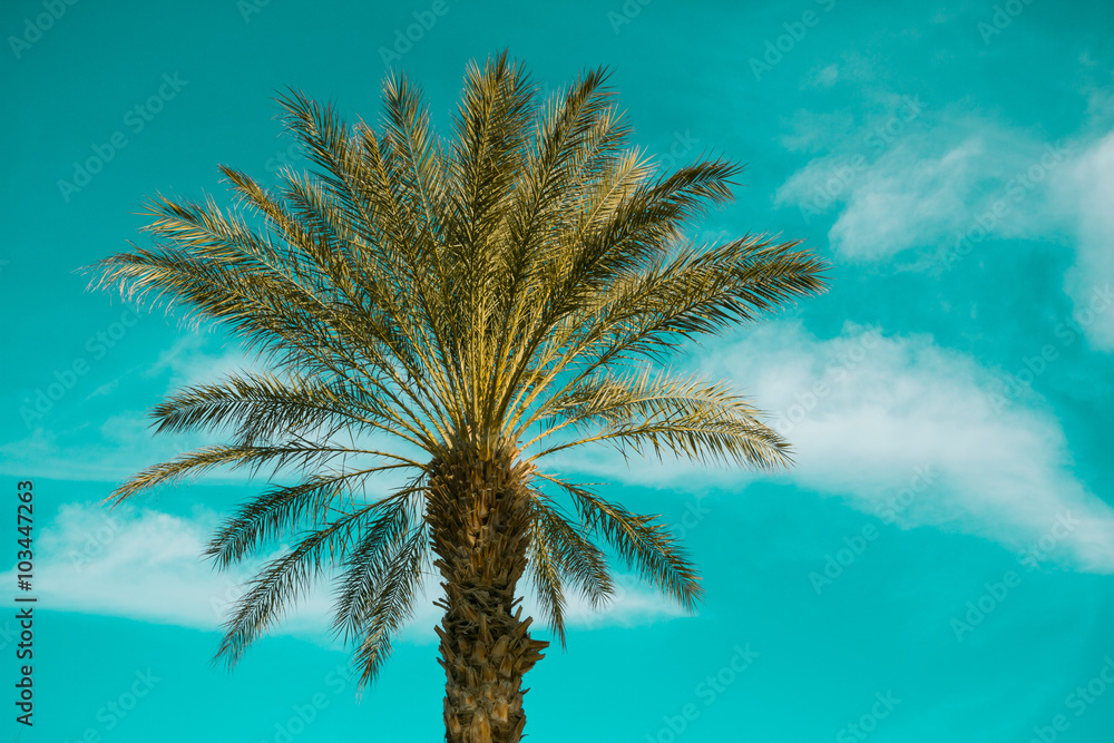 Palm Tree over sky background, USA