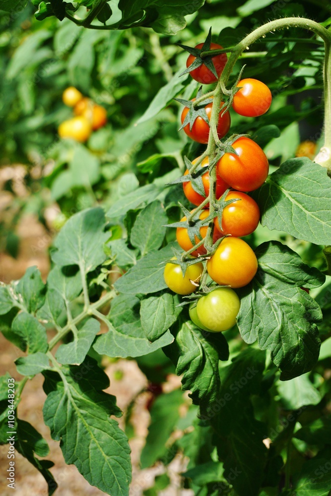 Bright red cherry tomatoes growing on a green vine