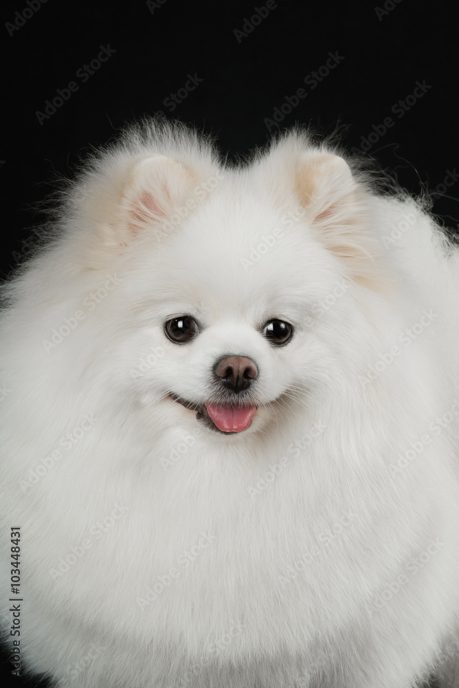 White pomeranian dog White pomeranian dog