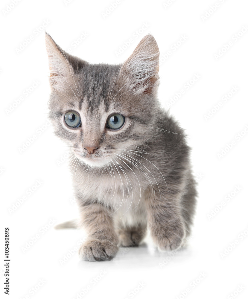 Cute little grey kitten, isolated on white Cute little grey kitten, isolated on white