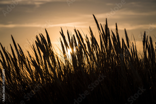 silhouette of marram grass and sunset
