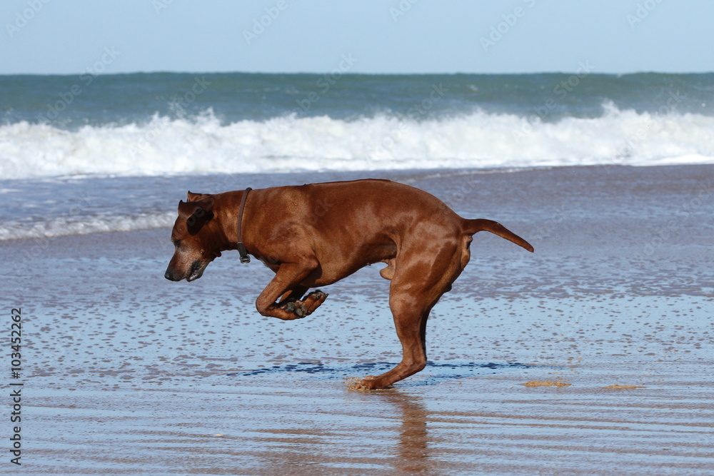Rhodesian Ridgeback hüpft im Meer Rhodesian Ridgeback hüpft im Meer