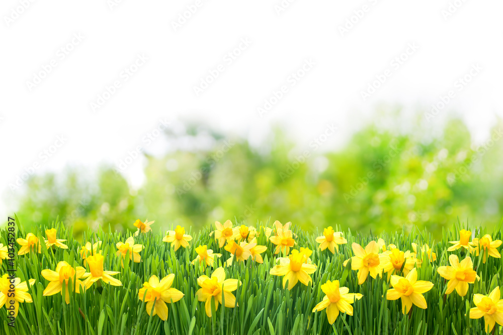Fotografia do Stock: Osterglocken, Blumenwiese, Ostern, Frühling