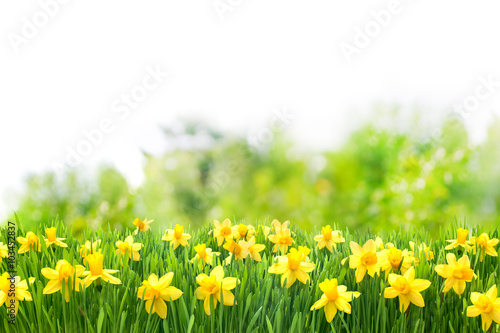 Osterglocken, Blumenwiese, Ostern, Frühling, Frühlingshintergrund, Garten © Alexander Raths