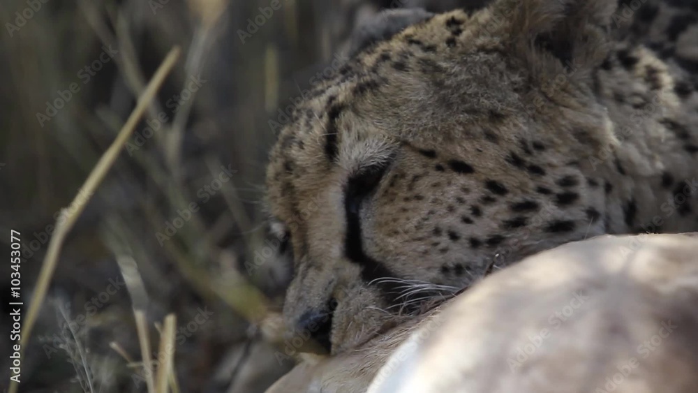 Closeup of a Cheetah starting to eat a kill in South Africa Closeup of a Cheetah starting to eat a kill in South Africa