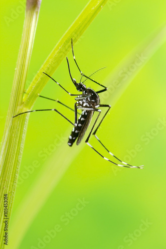 Asian Tiger Mosquito (Aedes albopictus)