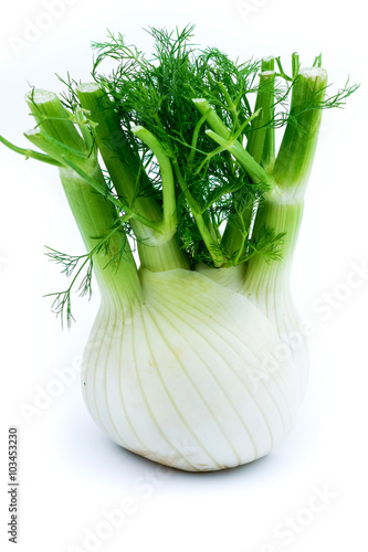 Fresh fennel isolated on white background.