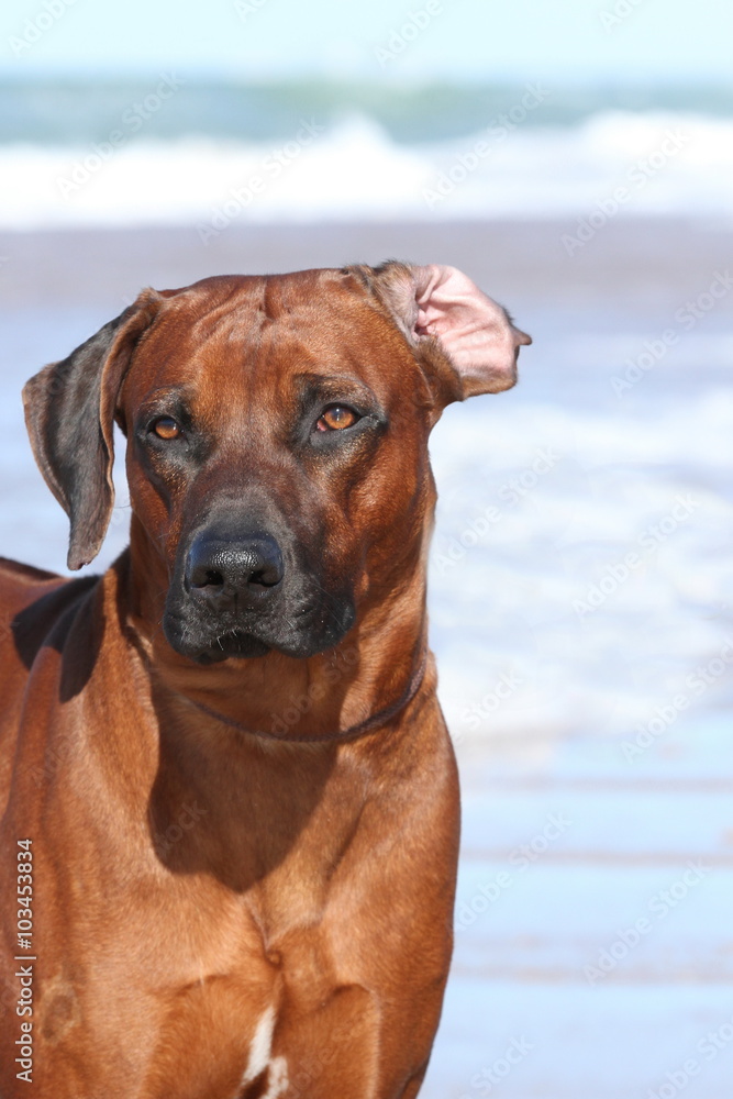 Portrait Australian Ridgeback am Strand - Hochformat Portrait Australian Ridgeback am Strand - Hochformat