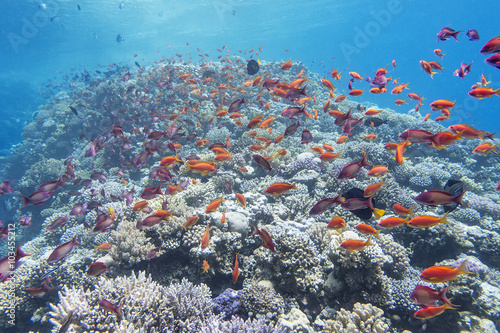 coral reef with shoal of fish anthias in tropical sea, underwater