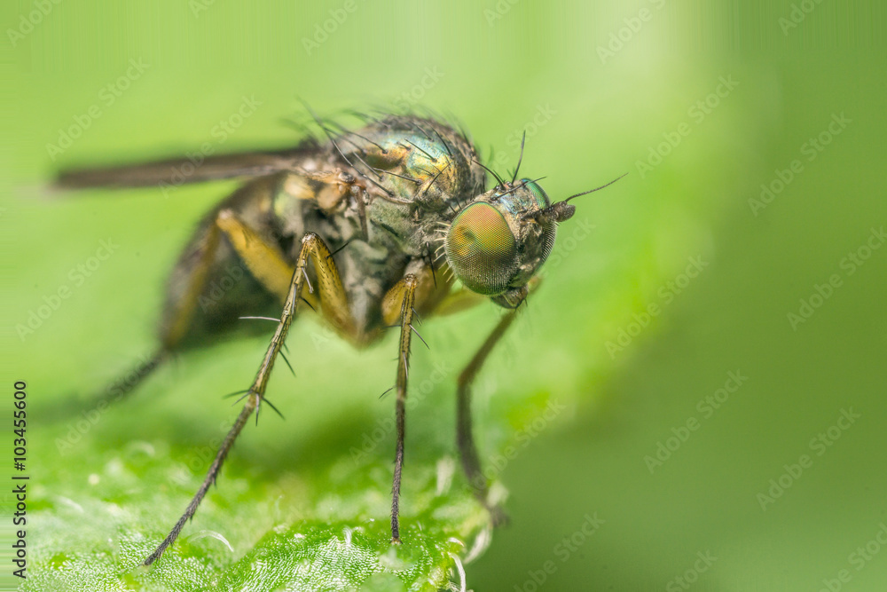 Macro photo of a colourful Dolichopodidae fly, insect, close up Macro photo of a colourful Dolichopodidae fly, insect, close up