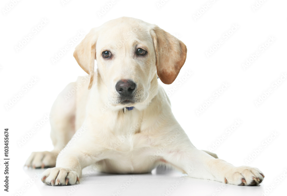 Beautiful Labrador retriever isolated on white background Beautiful Labrador retriever isolated on white background