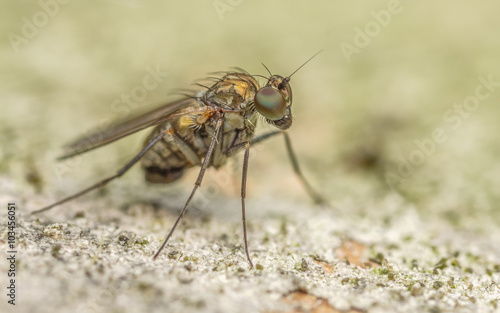 Macro photo of a colourful Dolichopodidae fly, insect, close up