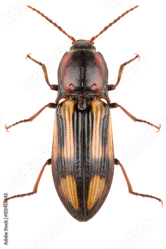 Click beetle Selatosomus cruciatus isolated on white background, dorsal view. © Anton