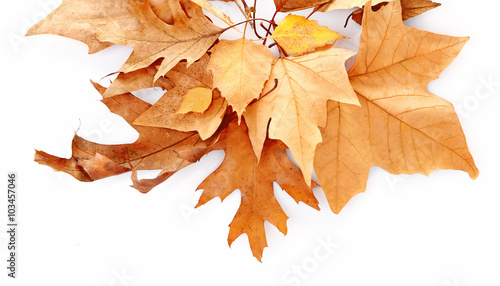 Drift of dry maple leaves on white background, close up