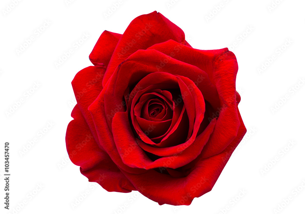 Obraz premium czerwona róża na białym tle