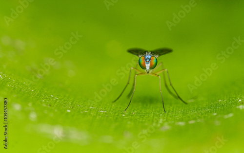 Macro photo of a colourful Dolichopodidae fly, insect, close up © akilrollerowan