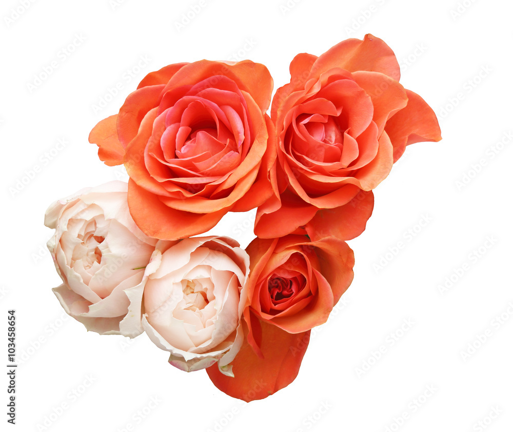 Obraz premium 薔薇