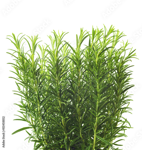 Branches of rosemary isolated on a white background