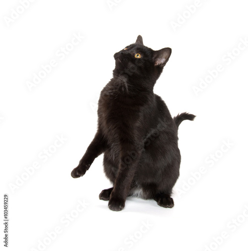Black cat playing © Tony Campbell