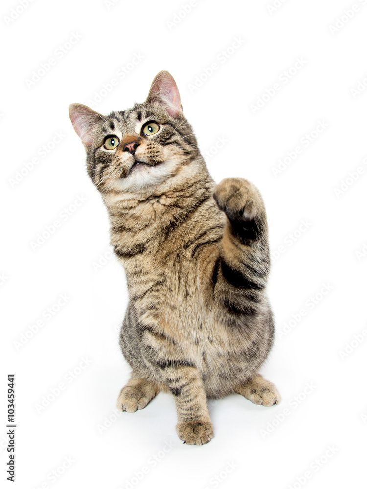 Cute kitten swinging its paw Cute kitten swinging its paw
