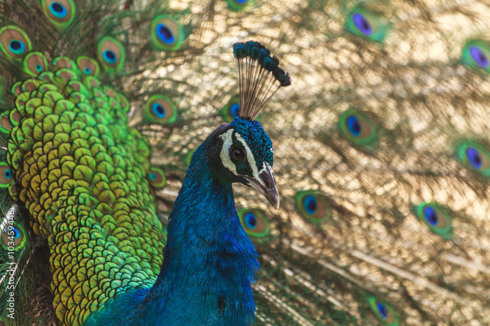 Fototapeta premium Beautiful peacock