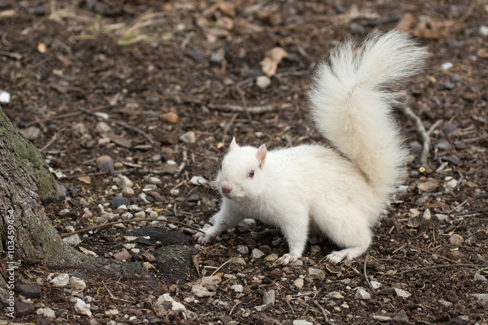 White squirrel in Olney City Park White squirrel in Olney City Park