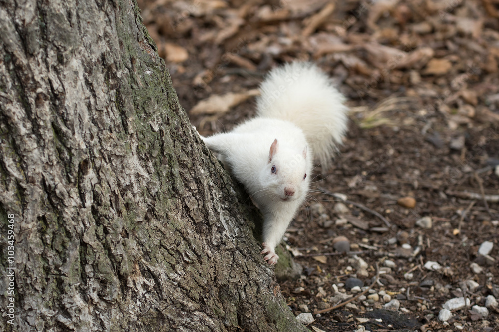 White squirrel in Olney City Park White squirrel in Olney City Park