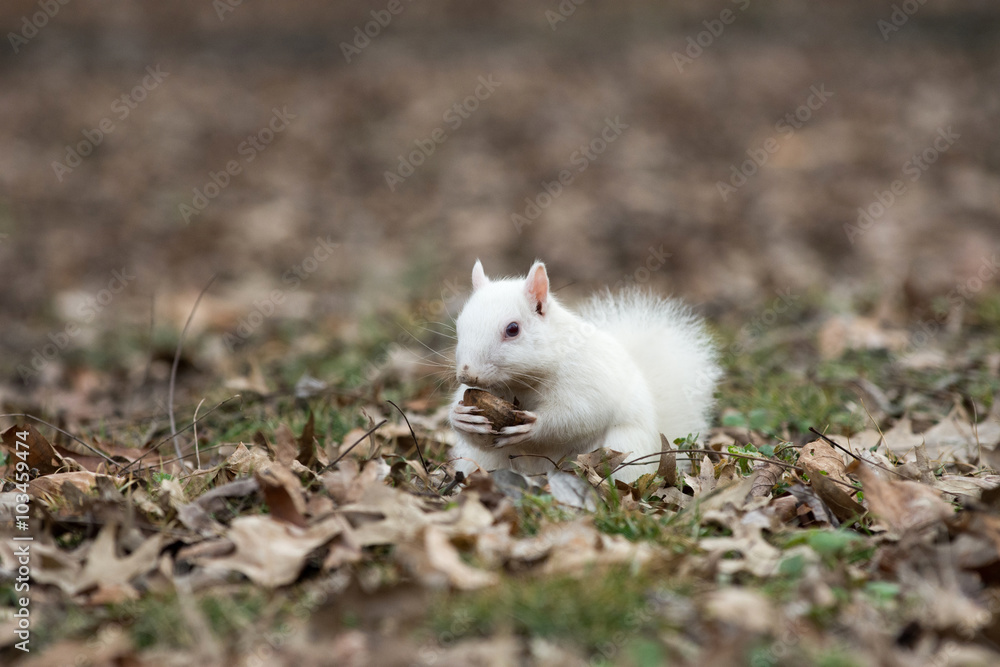 White squirrel in Olney City Park White squirrel in Olney City Park