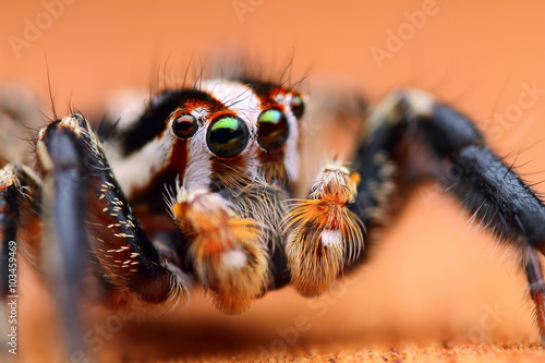 Close up shot of Jumping spider (Plexippus paykulli) © tomatito26