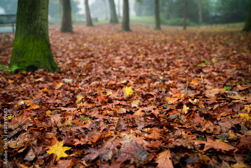 Autumn ground leaves