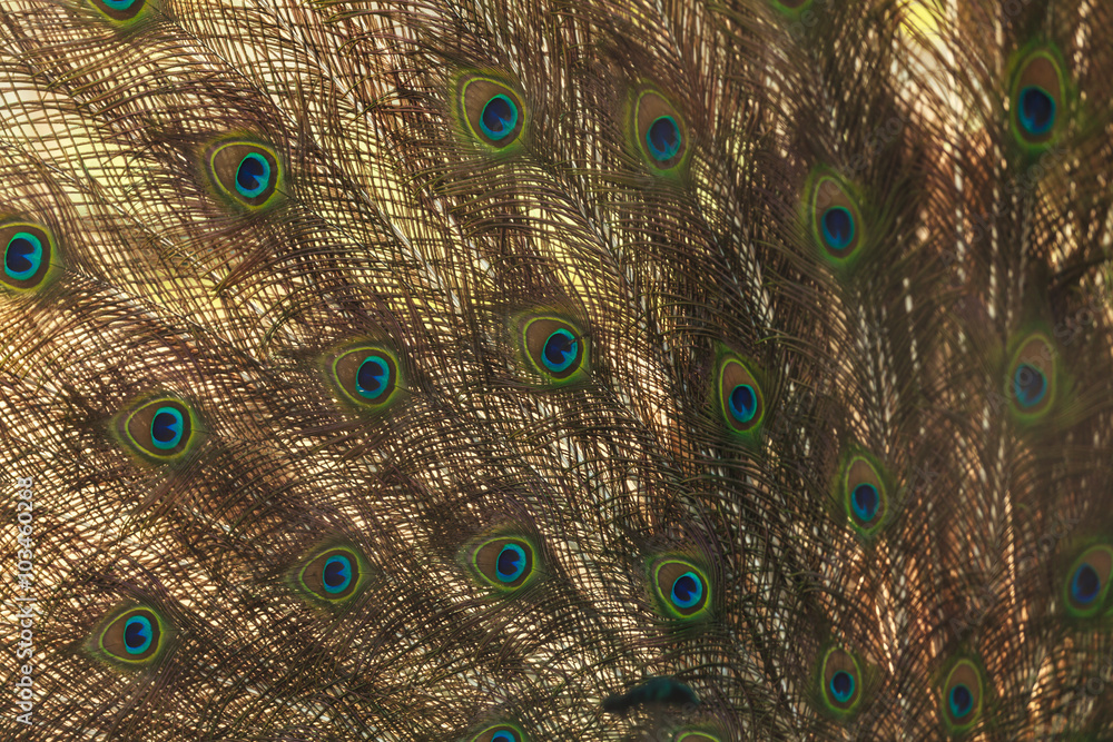 Fototapeta premium Beautiful peacock