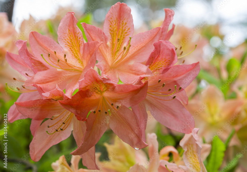 Fototapeta premium Flowers pink rhododendron in the Minsk a botanical garden