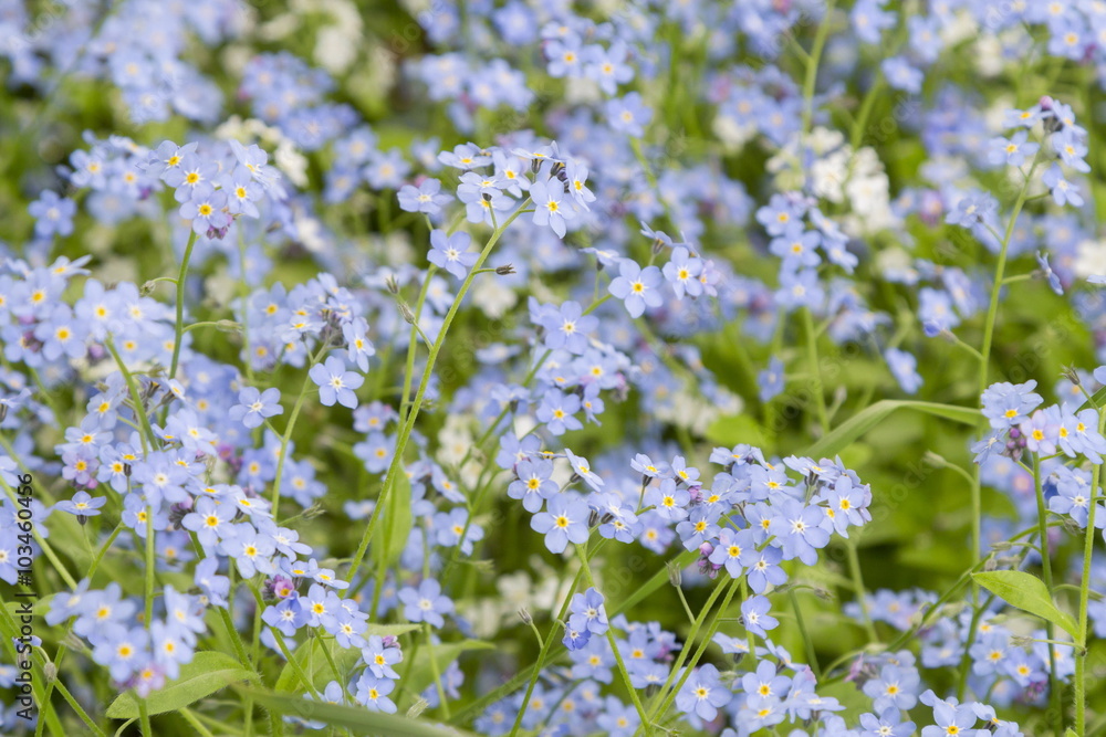 Forget-me-not. A background from many beautiful Myosotis arvensi Forget-me-not. A background from many beautiful Myosotis arvensi