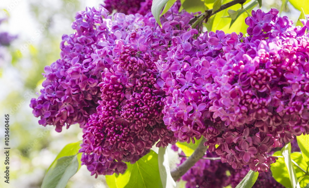 Obraz premium Blossoming Syringa vulgaris in Minsk a botanical garden, Belarus