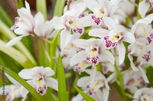 White orchidaceae with purple freckles